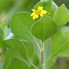 Image result for Chrysanthemoides monilifera