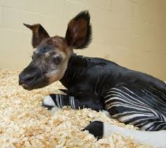 Baby Okapi Animal Kingdom Disney Disney Animals Animal Kingdom Florida