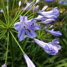 Image result for Agapanthus africanus