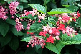 Image result for Clerodendrum umbellatum