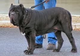 Check spelling or type a new query. Growth Neapolitan Mastiff Puppy Weight Chart Neapolitan Mastiff