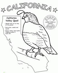 California Valley Quail Coloring Page State Symbols State Birds California History