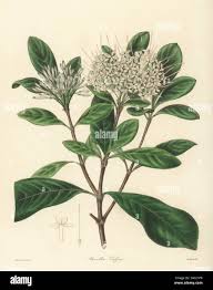 Image result for Pavetta sp. A