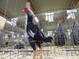 Jenis Jenis Ayam Sabung Jepang Jenis Sabung Ayam Jepang Memiliki Gaya By Berita Terkini Medium