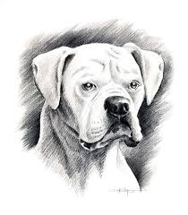 Black And White Boxer Dog Art White Boxer Pencil Drawing Art Print By Artist Dj Rogers Etsy Animal Drawings Pencil Drawings Dog Sketch