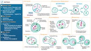 G1 g2 and s are the three stages which make up what is called interphase. Mitosis Overview Draw It To Know It