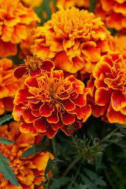 Marigolds Marigold Flower Flowers Photography Growing Marigolds