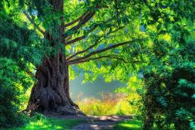 I seldom do these days. Beautiful Green Forest Scenery Cool Nice Nature Walk Phone Wallpapers