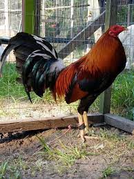 Bentuk baku dari kata philipina dalam bahasa indonesia. Pin On Sabung Ayam