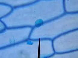 Maybe you would like to learn more about one of these? Onion Cells Youtube