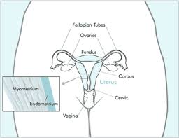 Cervical cancer is a type of cancer that occurs in the cells of the cervix — the lower part of the uterus that connects to the vagina. Cancer Of The Uterus