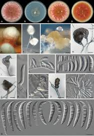 Image result for Kyphocarpa angustifolia