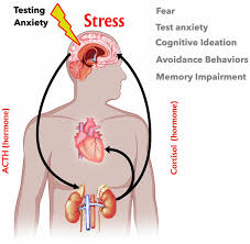 The Pituitary Gland - Australian School Of Meditation & Yoga | Asmy