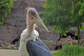 Risultati immagini per marabu