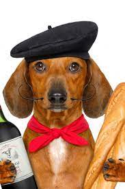 Dachshund Sausage Dog With Beret Hat Isolated On White Background With Red Wine And Baguette And French Hat And Fla Da Dachshund Dachshund Lovers Sausage Dog