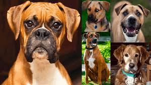 More images for boxer great dane mix size » Top 30 Most Popular Boxer Mixes To Fill Your Heart And Life Petvr Com