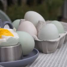 Jan 25, 2018 · dalam mengelola usaha penetasan telur bebek, proses pemilihan telur adalah tahapan yang sangat penting karena akan menentukan tinggi rendahnya tingkat keberhasilan penetasan (daya tetas). 6 Kelebihan Telur Bebek Dibandingkan Telur Ayam Yang Jarang Diketahui Hot Liputan6 Com