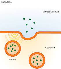 Yes, plant cell have much larger vacuole than animal cell, it occupies approx. 5 4b Exocytosis Biology Libretexts