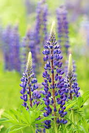Lupinen Aussaat Pflege Und Schneiden Gartendialog De Stauden Schone Blumen Blaue Lupine