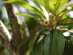 Image result for Sapotaceae