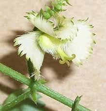 Image result for Tragia kirkiana