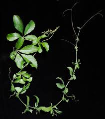 Image result for Cyphostemma montanum