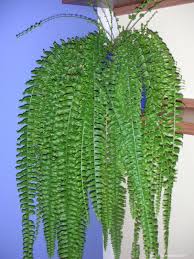 Image result for ledviník