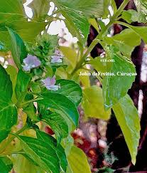 Image result for Ocimum americanum