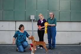 Savo-Karjalan Vinttikoiraharrastajat ry: Match Shown 31.7.12 tulokset