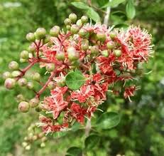 Image result for Lawsonia