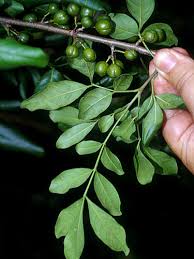 Image result for Trichilia