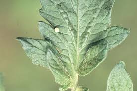 We did not find results for: Vegetable Hornworm Tomato Umass Center For Agriculture Food And The Environment