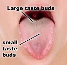 Bitter Taste In My Mouth After Waking Up Science Fair Projects Can You Taste With A Plugged Nose How Smell Affects Taste Science Fair Projects Science Fair My Science Project