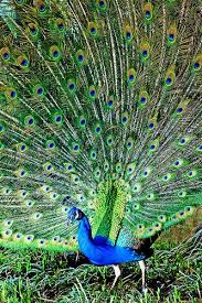 • streaming on peacock this april. Peacock Bird Characteristics Pictures And Symbolism Peacock Images Pet Birds Peacock