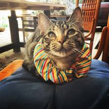 Bird Safe Cat Collar Pattern Here S Adelina From Australia Dressed Up For Going Outdoors And Announcing To The Birds That She S There By Wearing Bright Colors Cat Collars Cats Go Outdoors