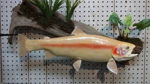 Hours, address, rainbow trout farm reviews: Palomino Trout Wall Mount Fur Feathers And Fins Taxidermy Taxidermy Fish Palomino