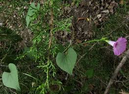Image result for Ipomoea barteri