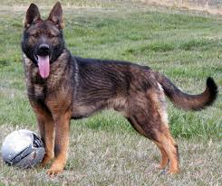 Ckc reg'd german shepherd puppies parents are from champion bloodlines mom is sable dad is black and red 4 females 4 males last 5 pictures are the. German Shepherd Dog Gsd Alsatian Breed Info Images Videos Faqs