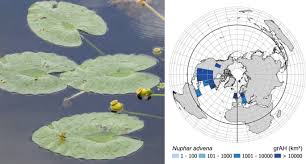 Image result for Limnophila ceratophylloides