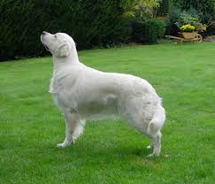 Image result for zlatý retrívr