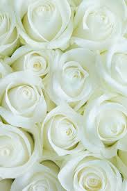 A rose is a woody perennial flowering plant of the genus rosa in the family rosaceae. Coral Roses Are The Perfect Way To Celebrate Your First Valentine S Day Together Rose Flower Wallpaper White Roses Wallpaper White Flower Wallpaper