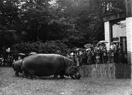 Na přelomu zimy a jara postupně všechny chovné páry zahájily hnízdní sezónu. Historie O Zoo Zoo Ostrava