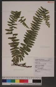 Image result for Arthropteris palisotii