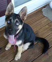 Activities For Your Gerberian Shepsky Gerberian Shepsky