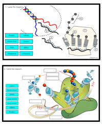 Start studying transcription and translation. Label Protein Synthesis