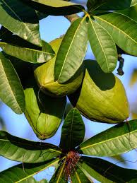 Image result for Pachira glabra