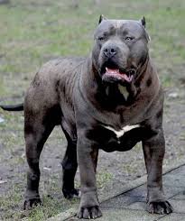 Pryme tyme kennels takes pride in being a breeder of high, top quality pitbulls and being a top quality pit bull breeder or pitbull breeder speiclaizing in the xxl huge short medium or tall american pitbull terrier and specialize in blue pitbulls in particular, our blue pitbull puppies or blue american staffordshire terriers for sale only come from the top and best bloodlines in. Xxl Pitbull Puppies For Sale In Ohio Bmo Show