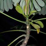 Image result for Musanga