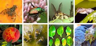 Proposals to adopt, amend or repeal certain regulations listed by title. Cdfa Plant Health Statewide Peir