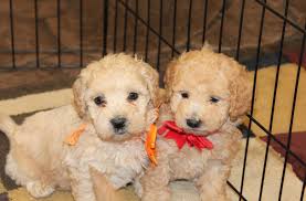 See more ideas about mini goldendoodle, goldendoodle, dogs. F1b Mini Goldendoodles United States Mini Goldendoodle Pawprints